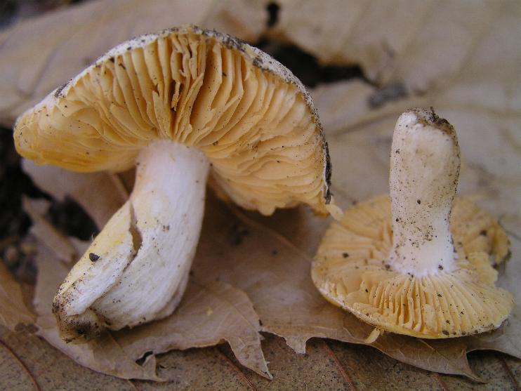 piccola russula